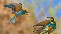 Birds wildlife Bee Eaters