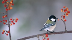 Birds wildlife Berries chickadee