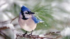 Birds wildlife blue jay