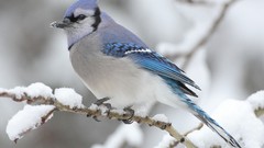 Birds wildlife blue jay
