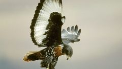 Birds wildlife buzzard