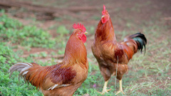 Birds wildlife Chickens roosters