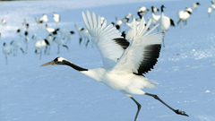Birds wildlife Cranes