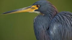 Birds wildlife herons