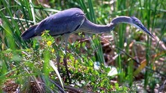 Birds wildlife herons