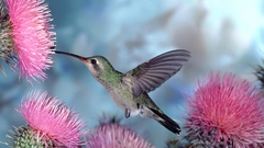 Birds wildlife hummingbirds cactus