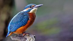 Birds wildlife kingfisher