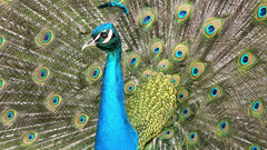 Birds wildlife Peacocks iridescence