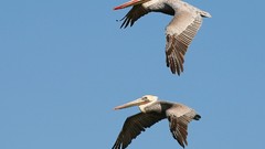 Birds wildlife Pelicans