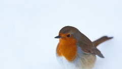 Birds wildlife robins