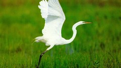 Birds wildlife snowy egret