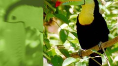 Birds wildlife toucans