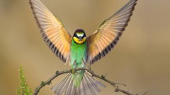Birds wings Bee Eaters
