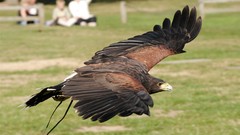Birds wings flying Eagles hawks falcon bird falconry