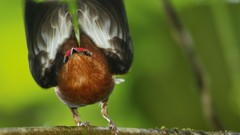 Birds wings national geographic mateing