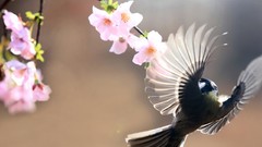 Birds wings pink flowers Great Tit