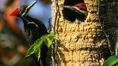 Birds woodpecker