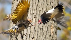 Birds woodpecker Fighting national geographic tree trunk