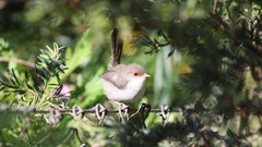 Birds wren Australia