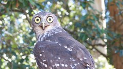 Birds yellow eyes Owls
