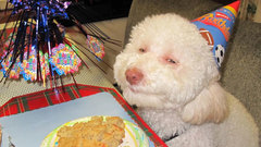 Birthday dog Anime dude Manga