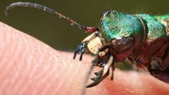 Bite Beetles iridescence