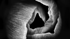 Black abstract monochrome crocus