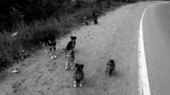 Black and white Animals