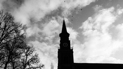 Black and white Birds Belgium churches doel