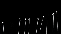 Black and white Birds The Crow silhouettes crows