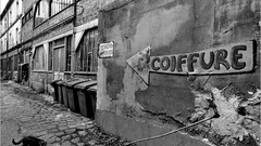 Black and white cats France French Photographers monochrome 