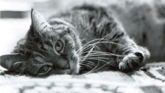 Black and white cats monochrome moustache