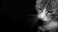 Black and white cats mustache tired sad