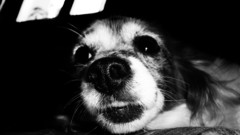 Black and white Dogs