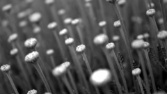 Black and white Flowers