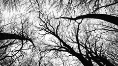 Black and white grove artwork pecan