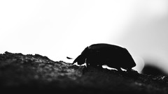 Black and white insects Beetles Bug Silhoutte