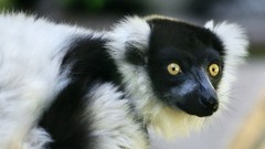 Black and white lemur
