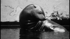 Black and white sealion