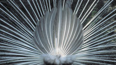 Black and white study