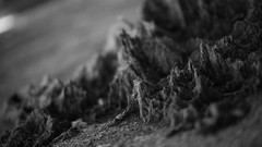 Black and white tree stumps