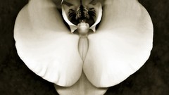 Black and white white flowers Orchids