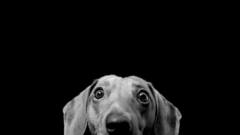 Black Animals Dogs grayscale