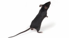 Black Animals Rats mice