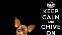 Black background chihuahua Keep Calm and The Chive ChiveOn KCCO