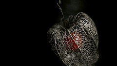 Black background physalis fruits husk selective coloring