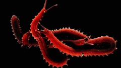 Black background worms national geographic