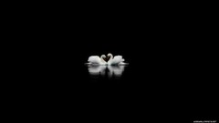 Black Birds black background Swans White Bird