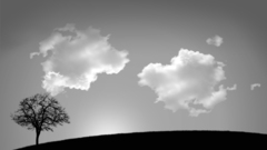 Black clouds tree twins alone awesome