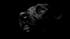 Black Dogs